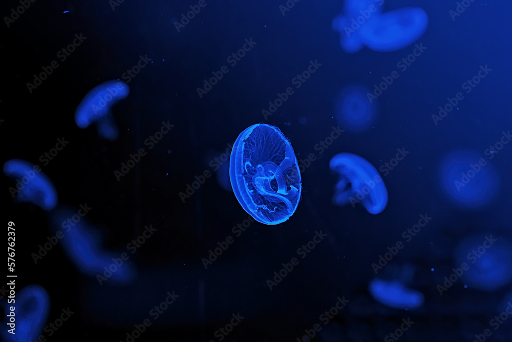 Shooting macro Jellyfish Aurelia Aurita underwater Shooting macro Jellyfish Aurelia Aurita underwater