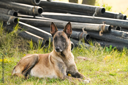 Obraz na plátne image of Belgian shepherd dog