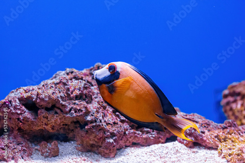 Underwater shot of fish Acanthurus pyroferus photo