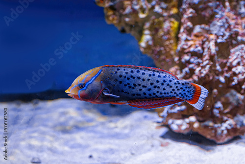 Fotobehang Underwater shot of fish Coris aygula