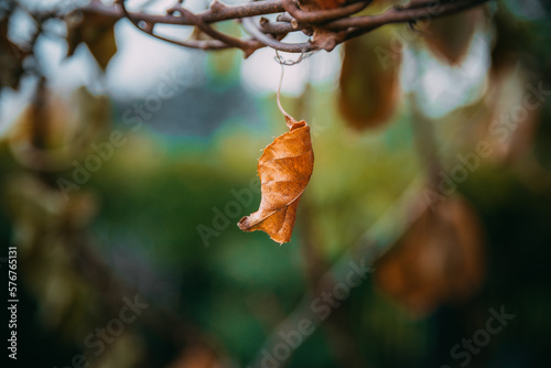 Jesienny liść kiwi 