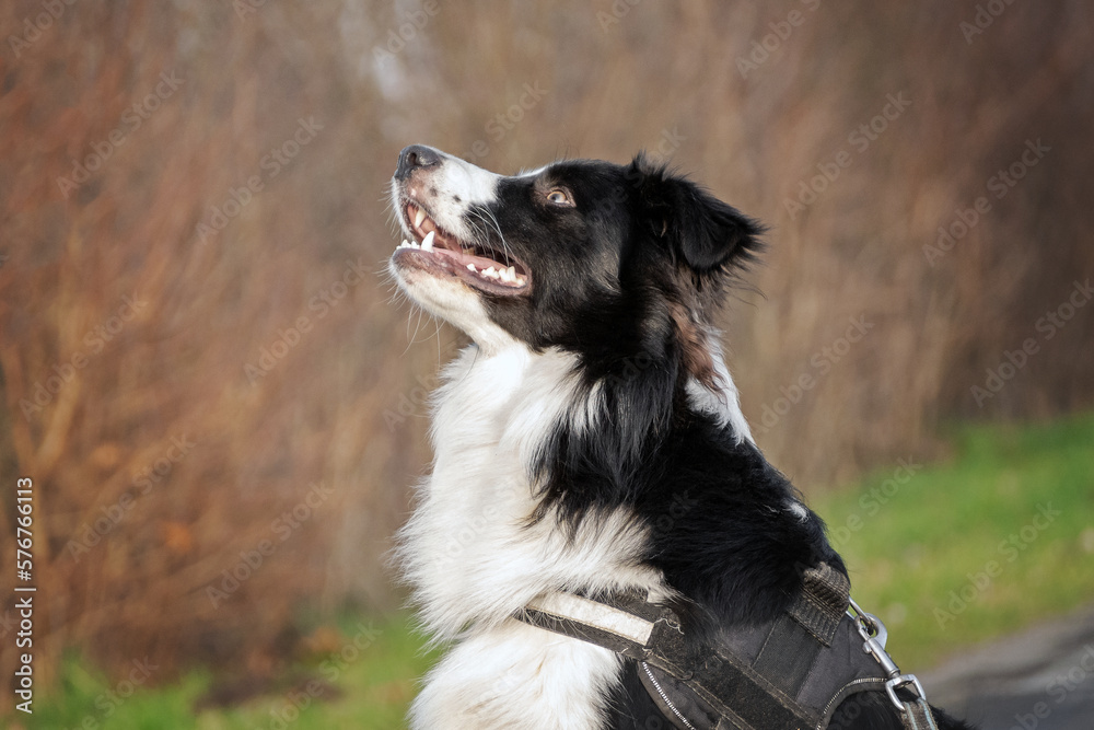 Portrait of a Border Collie looking up