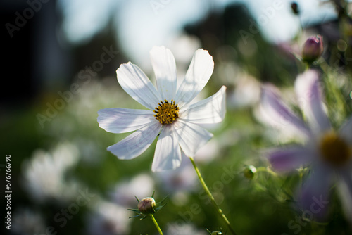 Fototapeta Naklejka Na Ścianę i Meble -  Ogrodowe kwiaty wieczorniki 