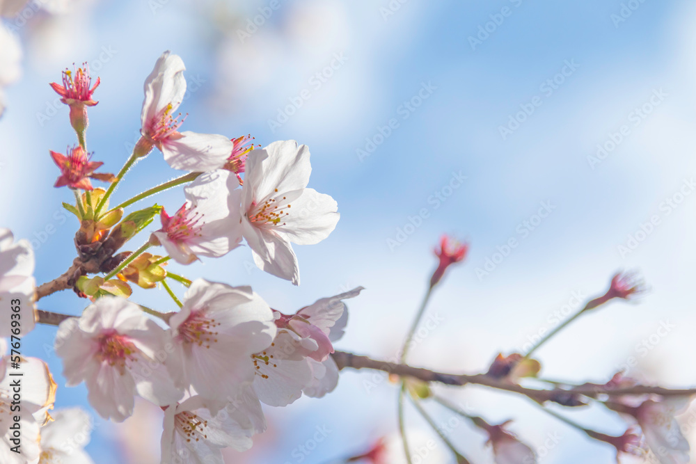 桜 桜