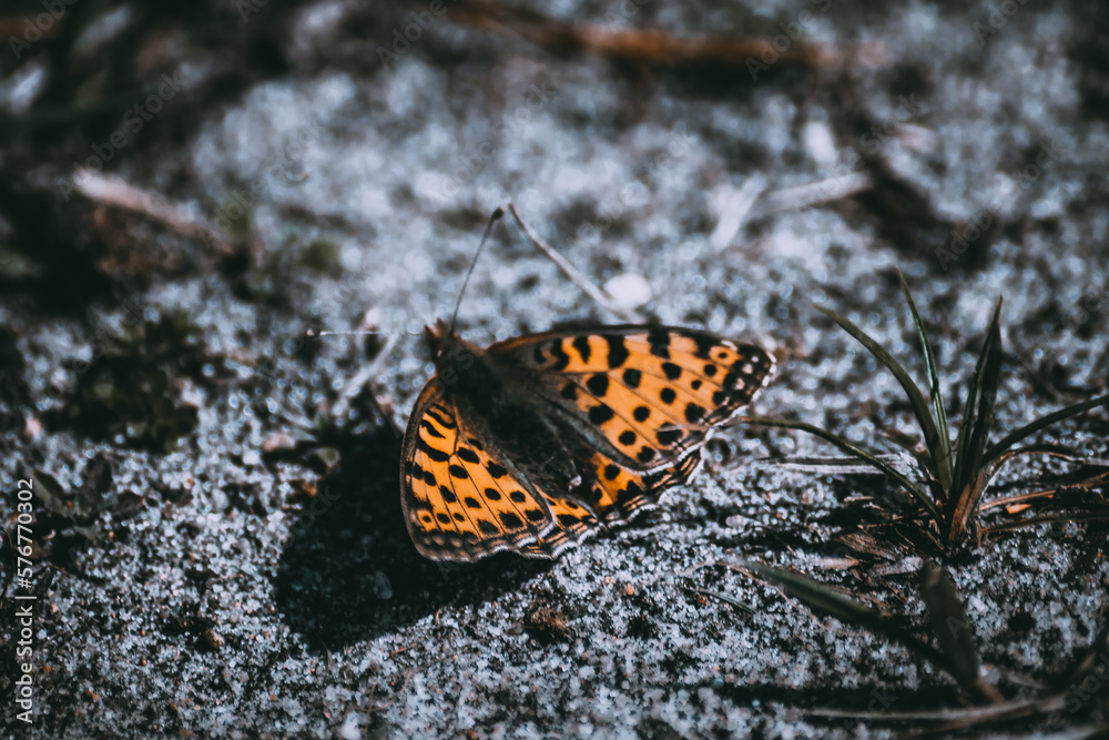 Wiosenny motyl 