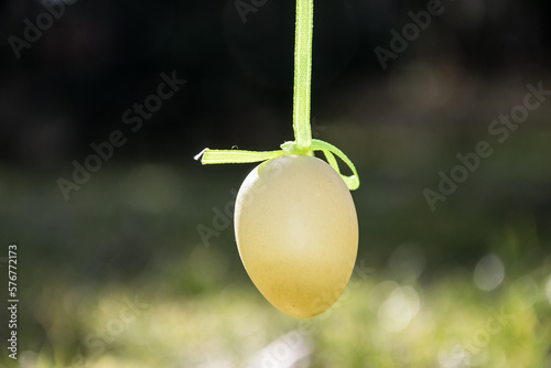 Wielkanocne jajko z zieloną kokardką 