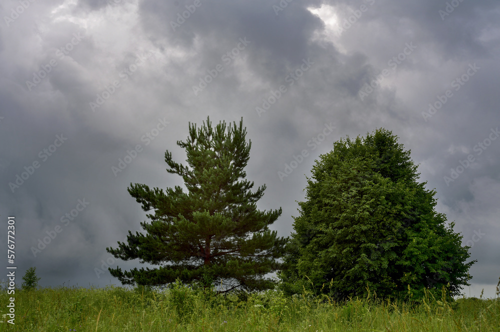 Obraz premium two trees in a field against a background of rainy clouds, a summer day