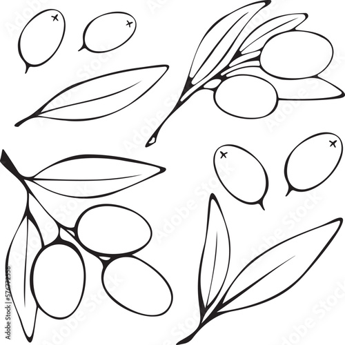 Vector, isolated image of a branch with olives and leaves, black and white. Drawn by hand. Doodle for decoration and design with separate elements.