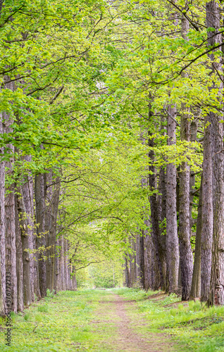 Avenue of trees with light green leaves in spring