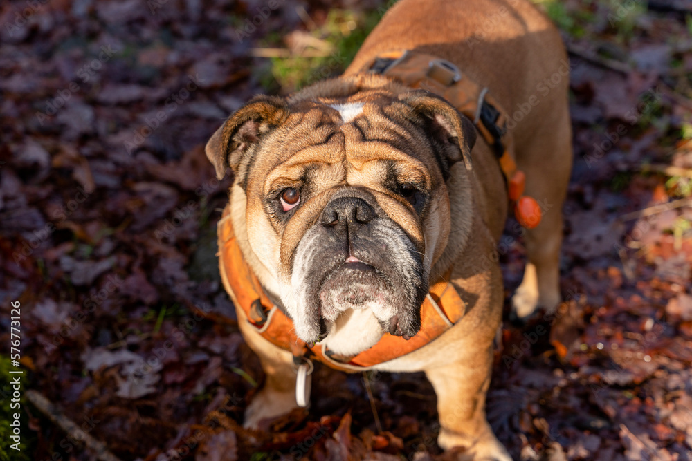 Red English Classic Bulldog out for a walk in the forest Red English Classic Bulldog out for a walk in the forest