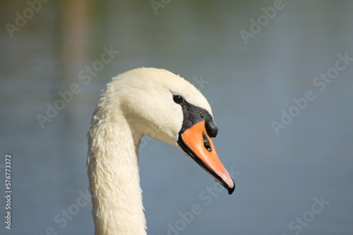 Fototapeta Naklejka Na Ścianę i Meble -  Closeup of white swan head side view with eye close-up