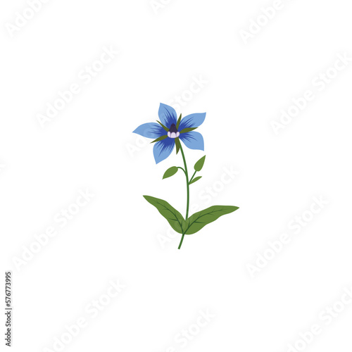 Borage or Borago officinalis also known as starflower herb. Vector illustration isolated on white background. For template label, packing, web, menu, logo, textile, icon