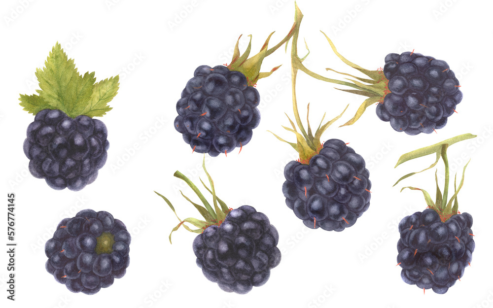 Watercolor botanical set. Blackberry Watercolor botanical set. Blackberry