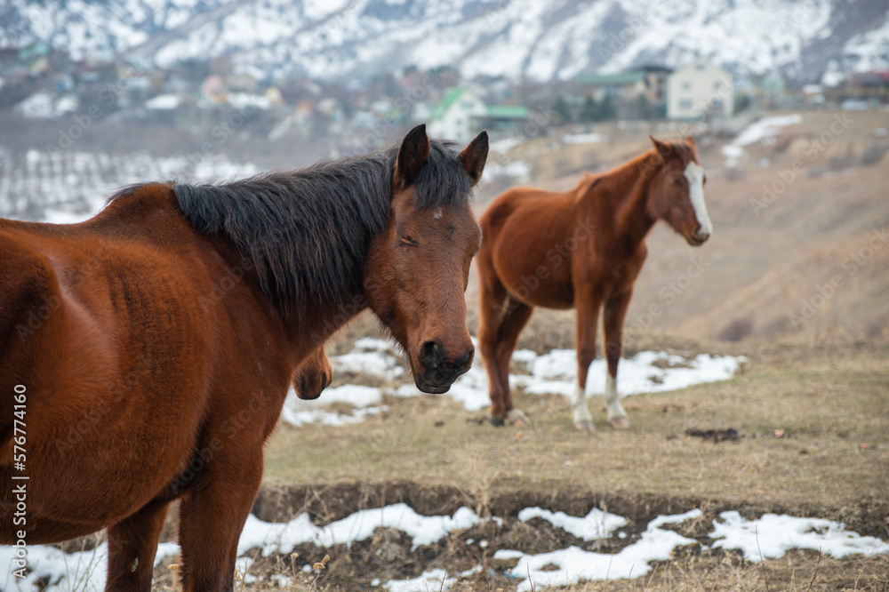 Obraz premium horses in the snow