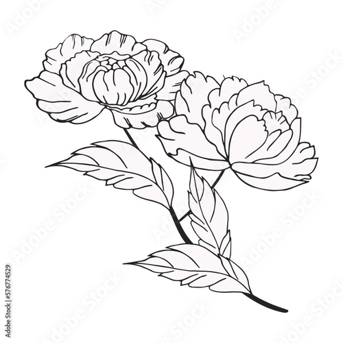 Luxurious peony flower, decorated composition. Hand drawing. For cards, backgrounds, prints, invitations and your design