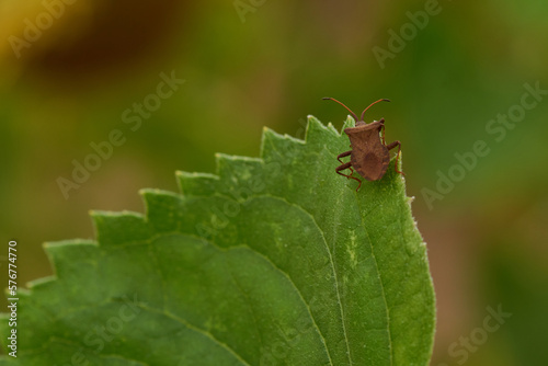 Lederwanze (Coreus marginatus)	 photo