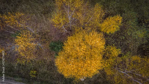 Obraz Jesienne kolorowe liście 