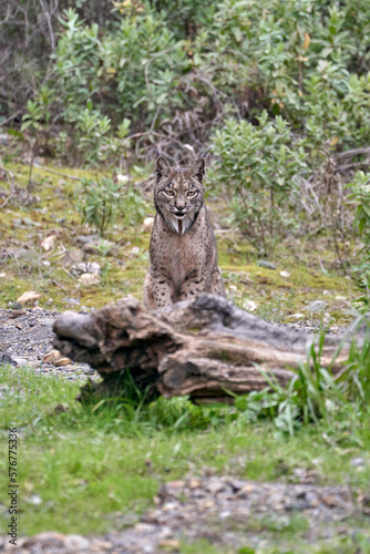 Beautiful vertical portrait of a female Iberian lynx sitting on the grass in front of a tree trunk in sierra morena, Jaen, Spain
