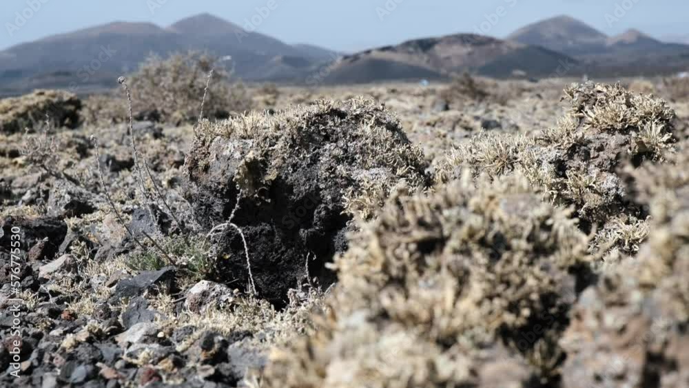 Detail of the Lanzarote lava field, covered with moss. Detail of the Lanzarote lava field, covered with moss.