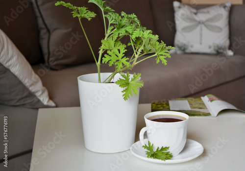 Pelargonia pachnąca w donicy na stoliku kawowym, kącik wypoczynkowy, (Pelargonium graveolens), fragrant geranium in pot on coffee table, przeziębienie, old fashion geranium, otitis
