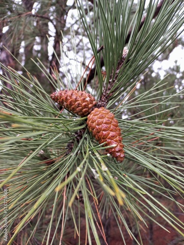 magnificent cones in the autumn forest.