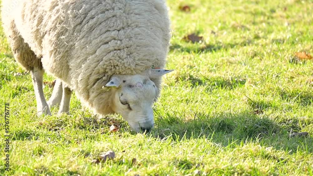 Domestic white sheep eat grass in pasture. Sheep nibbling green grass in field Domestic white sheep eat grass in pasture. Sheep nibbling green grass in field