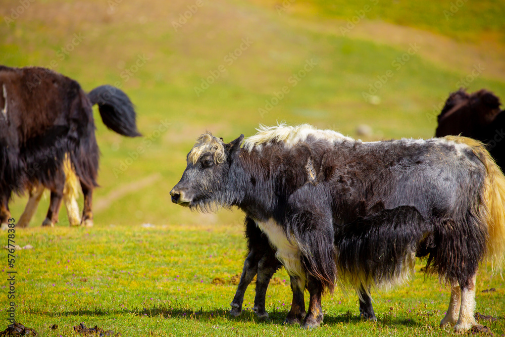 Fototapeta premium A herd of yaks graze in the mountains. Himalayan big yak in a beautiful landscape. Hairy cow cattle wild animal in nature in Tibet. Sunny summer day in the wild. Farm animal in Nepal and Tibet.