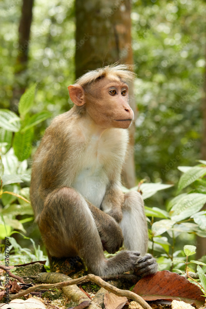 Long-tailed macaque, Macaca fascicularis, sitting on the ground Long-tailed macaque, Macaca fascicularis, sitting on the ground
