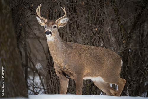 Beautiful buck white tailed deer © Steve
