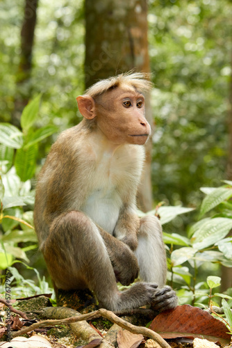 Long-tailed macaque, Macaca fascicularis, sitting on the ground