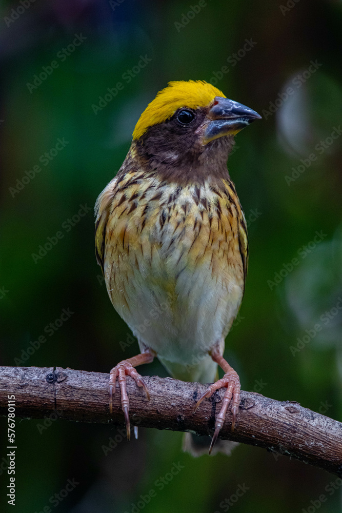 Naklejka premium The streaked weaver (Ploceus manyar) is a species of weaver bird