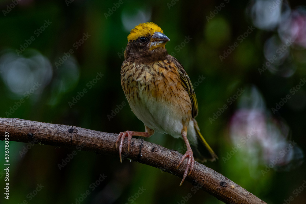 Naklejka premium The streaked weaver (Ploceus manyar) is a species of weaver bird