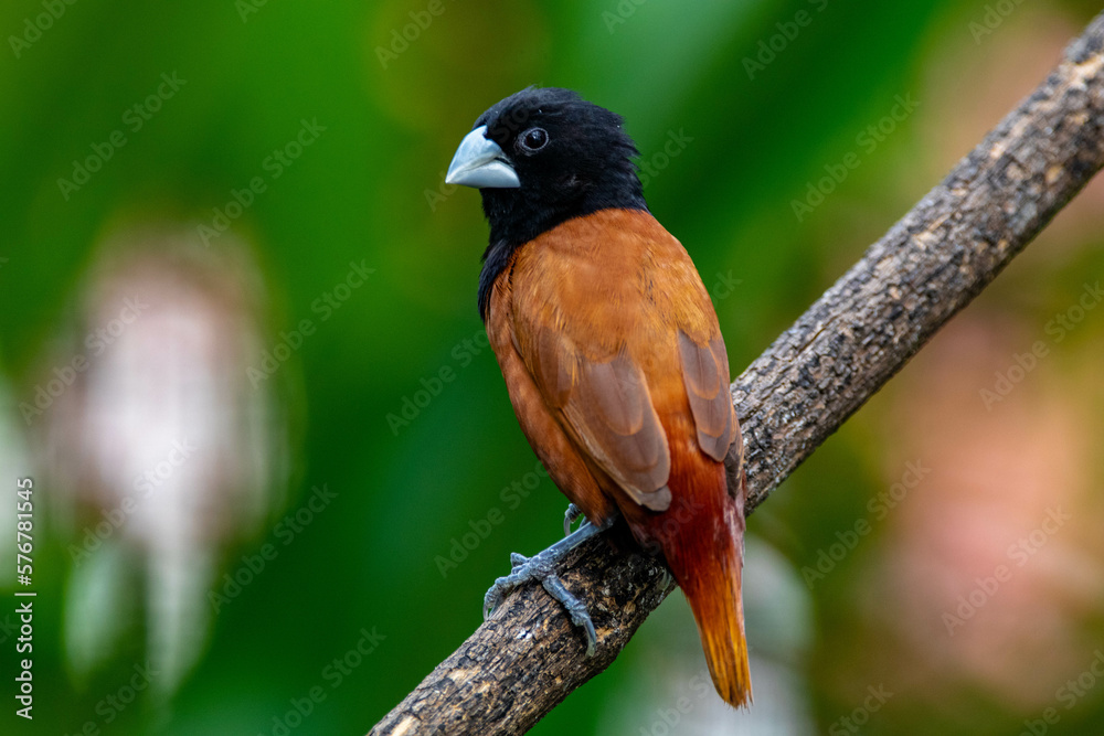 The chestnut munia or black-headed munia (Lonchura atricapilla) The chestnut munia or black-headed munia (Lonchura atricapilla)