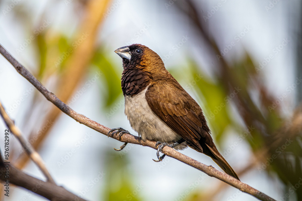 The Javan munia (Lonchura leucogastroides) is a species of estrildid finch native to southern Sumatra, Java, Bali and Lombok islands in Indonesia The Javan munia (Lonchura leucogastroides) is a species of estrildid finch native to southern Sumatra, Java, Bali and Lombok islands in Indonesia
