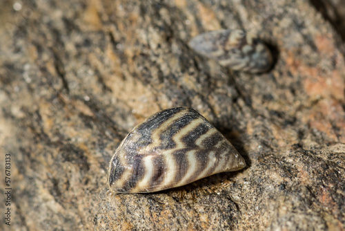 Zebra Mussel - Dreissena polymorpha photo