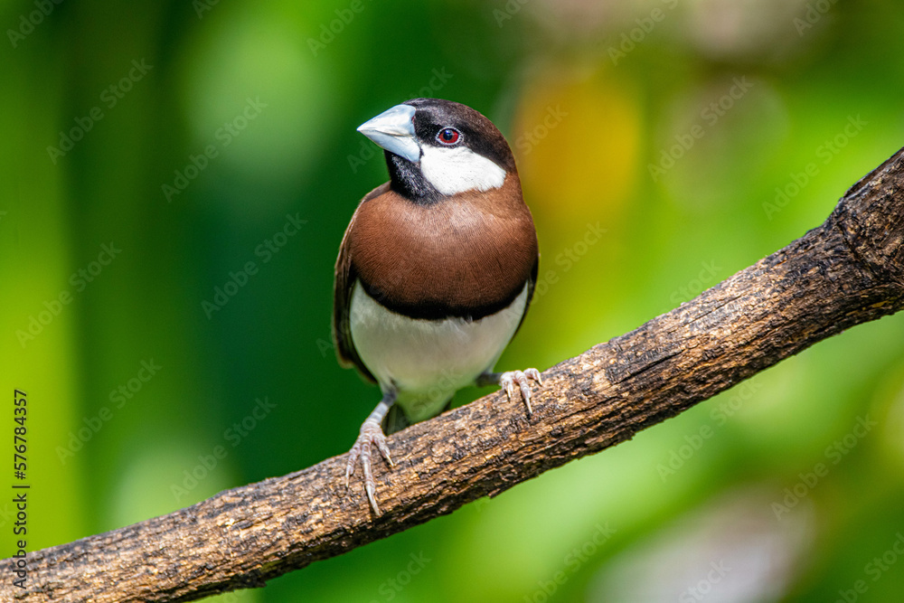 Fototapeta premium The Timor sparrow (Padda fuscata), also known as Timor dusky sparrow