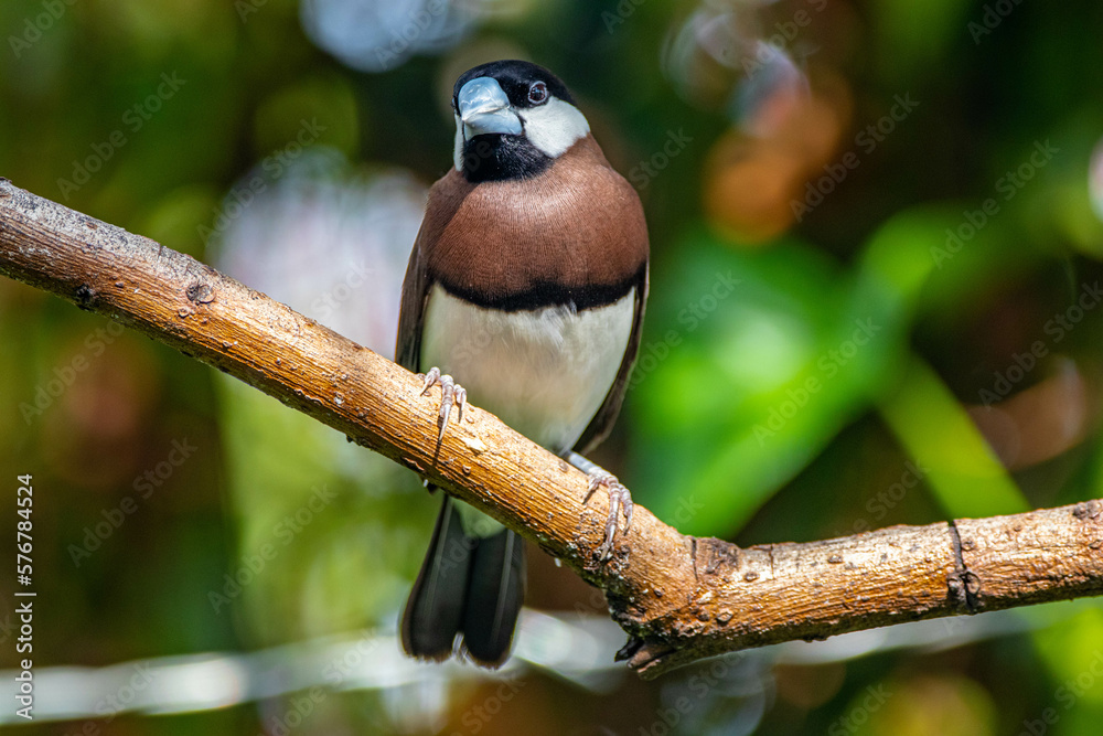 Naklejka premium The Timor sparrow (Padda fuscata), also known as Timor dusky sparrow