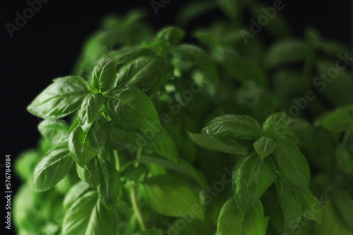 A bunch of basil in low key