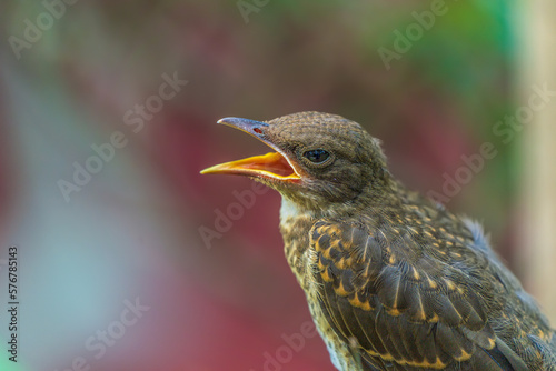 A wild bird in the Amazon rainforest (Fawn-breasted bowerbird) © William Huang