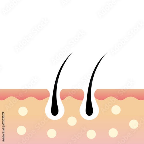 Hair follicles. The layers of skin or epidermis. Skin anatomy. Vector