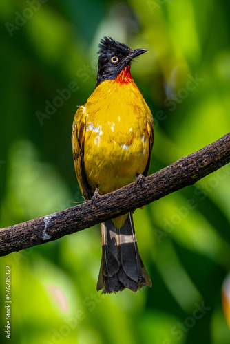 Black-capped Bulbul ( Pycnonotus melanicterus) photo