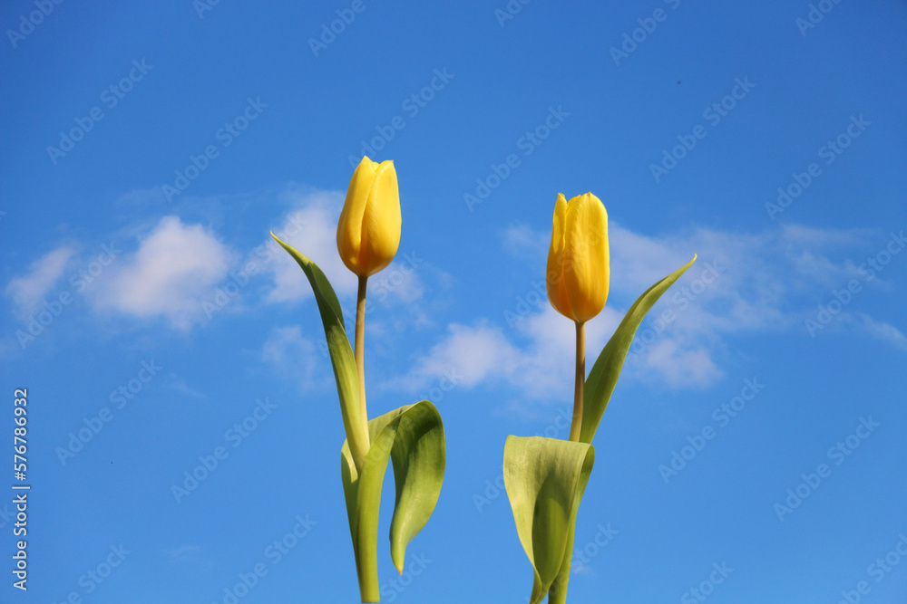Zwei winkende Tulpen vor blauem Himmel als Hintergrund. Gelbe Tulpen im Sonnenlicht. Zwei winkende Tulpen vor blauem Himmel als Hintergrund. Gelbe Tulpen im Sonnenlicht.
