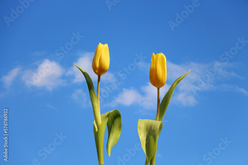 Zwei winkende Tulpen vor blauem Himmel als Hintergrund. Gelbe Tulpen im Sonnenlicht. 