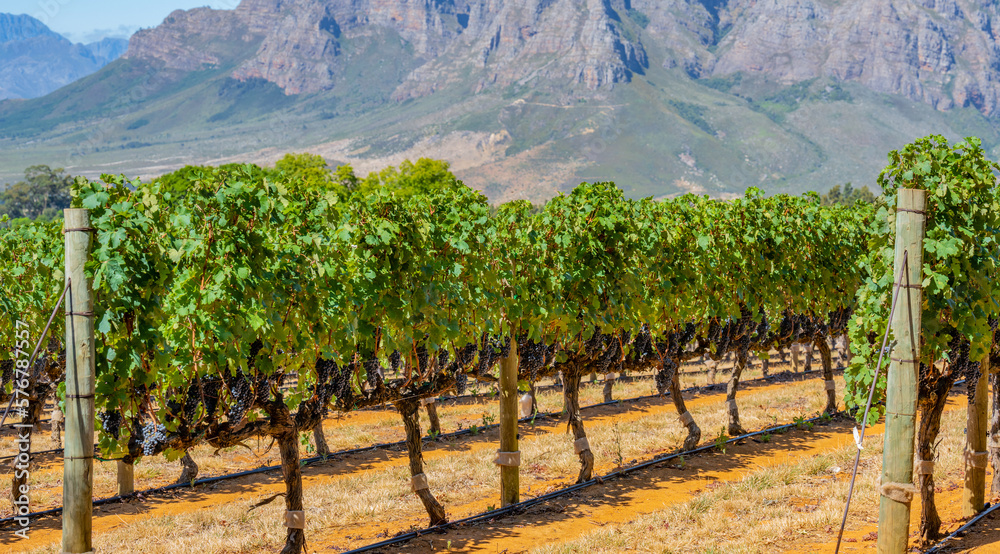 Wine Growing Area with Grape Vines near Stellenbosch South Africa