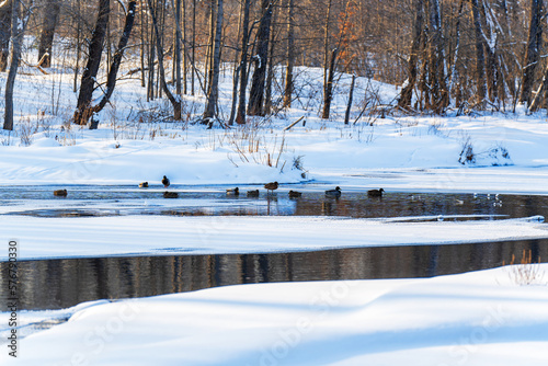 A flock of wild ducks in winter