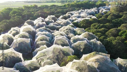 Aerial view of Lychee trees protected by nets near Beaux Songes, Mauritius. photo