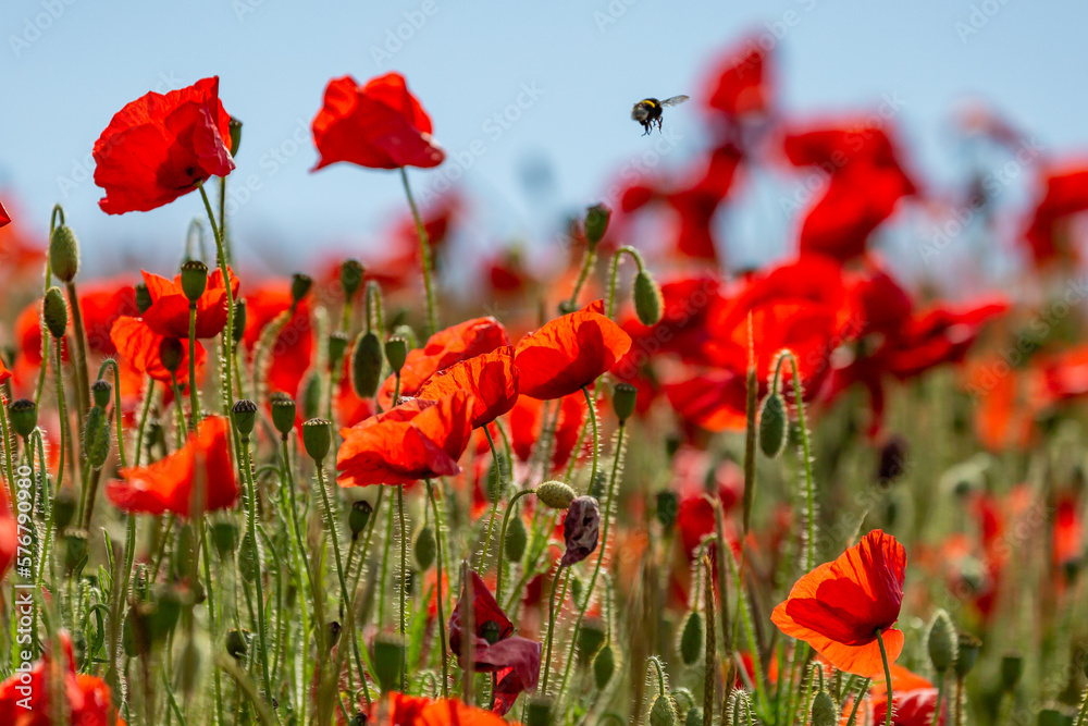 Obraz premium A bee hovering over poppies in the South Downs, on a sunny summer's day