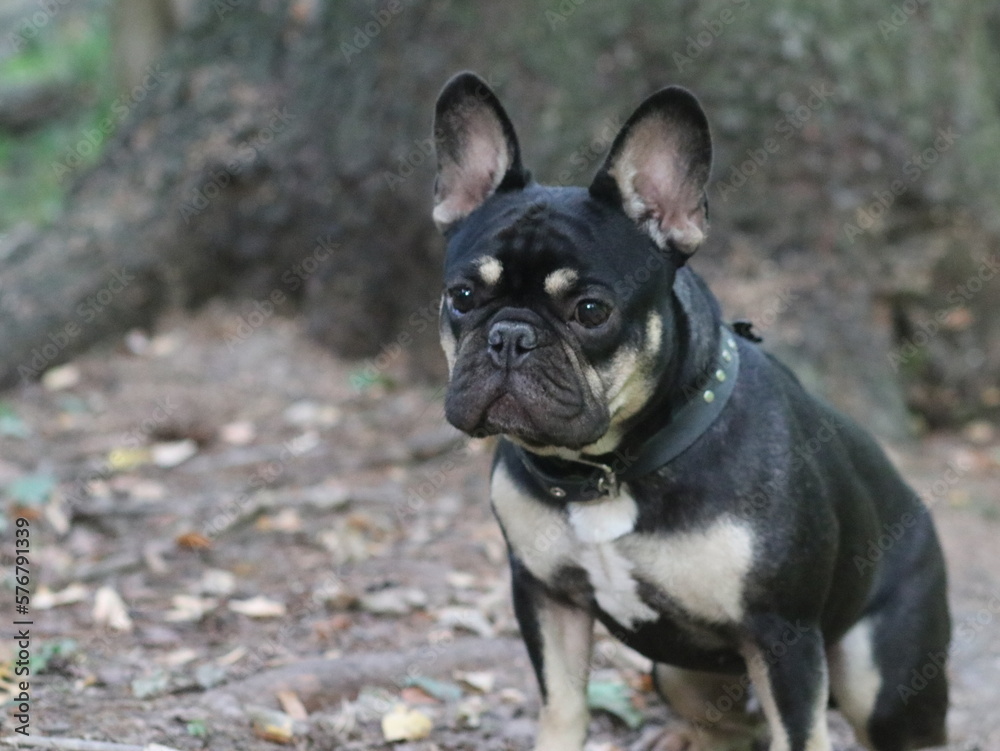 Black French bulldog in the woods by a tree Black French bulldog in the woods by a tree