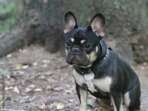 Black French bulldog in the woods by a tree