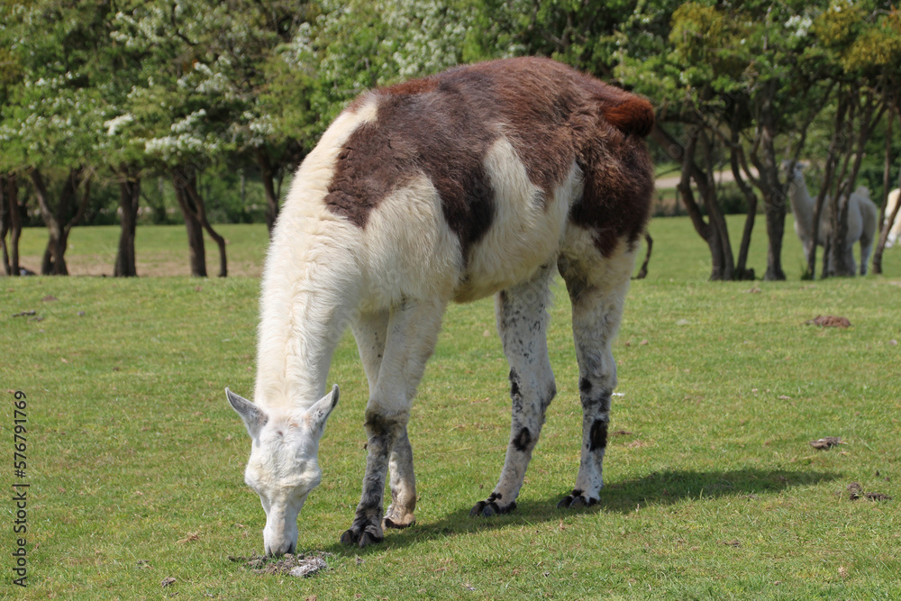 Obraz premium llama in a zoo in france